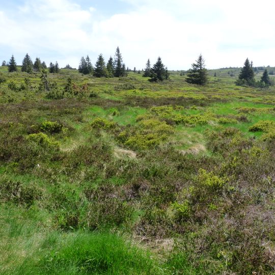 Tanet-Gazon-Du-Faing