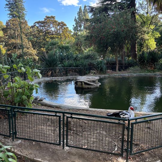 Turtle pond