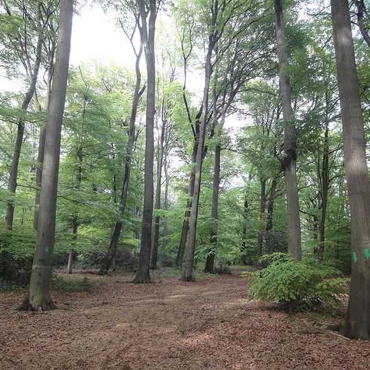 Eichen-Buchenwald Strothbach