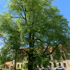 Gerichts-Linde Glauchau