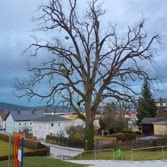 Amerikanische Schwarznuss beim Schloss Mattighofen