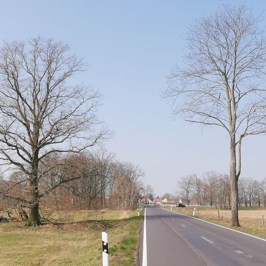 Naturdenkmal  Stieleiche auf Wiesenfläche zwischen München und Langennaundorf; Flur 1; Flurstück 140 in München