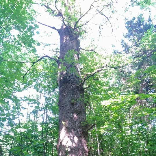 1 Eiche östl. dem Wäscherschloß