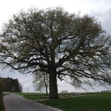 Toteneichen bei Beerbach