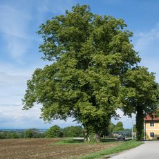 Winterlinde in der Gemeinde Nußbach