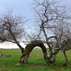 Třešeň na Žitné