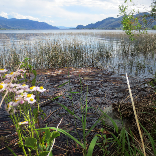 Sẁiẁs Provincial Park