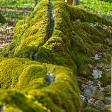 Steinerne Rinne SW von Wolfsbronn