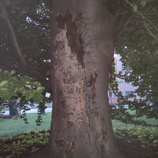 Buk v parčíku u polikliniky