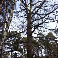 Dub letní v Klánovicích