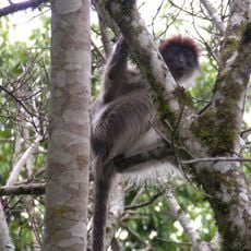 Parc national de Kibale