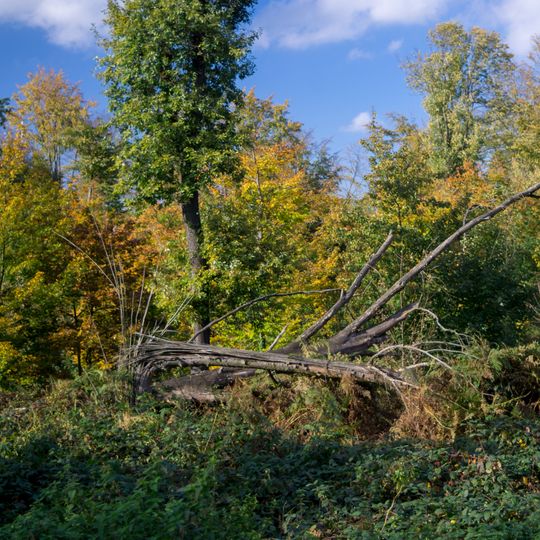 LSG Schellenberger Wald und Heisinger Mark