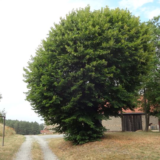 Naturdenkmal Sommerlinde