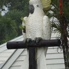 Big Cockatoo
