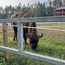 Zagroda pokazowa Żubrów