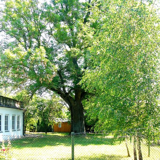 Ogród z dziedzińcem