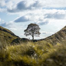 Drzewo z Sycamore Gap