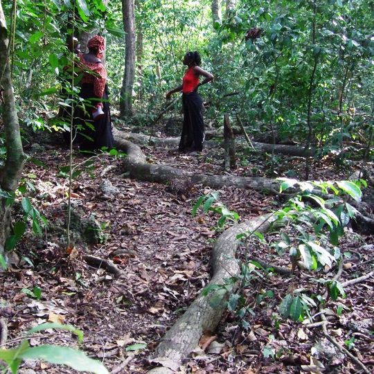 Heilige Kaya bossen van Mijikenda