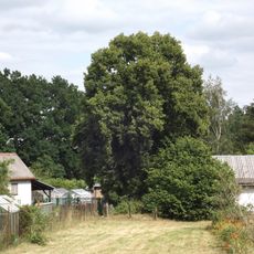 Lípa na zahradě Černých u Panské cesty
