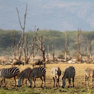 Manyara-See-Nationalpark