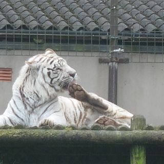 Belfast Zoo