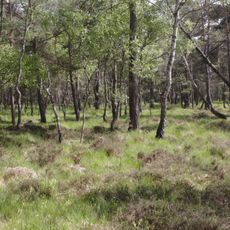 Presseler Heidewald- und Moorgebiet