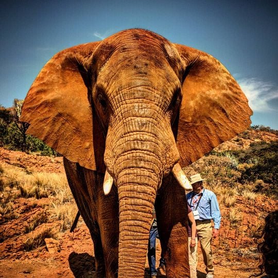 The Elephant Sanctuary Hartbeespoort Dam