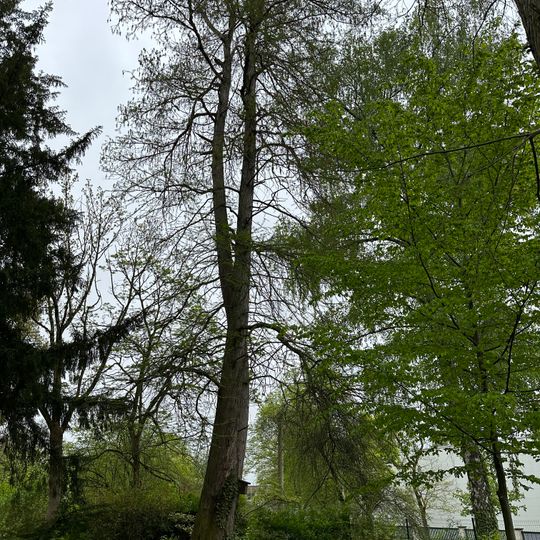 Sumpfzypresse im ehemaligen Botanischen Garten
