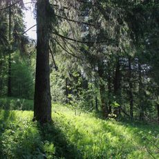 Старообрядческое кладбище «Зеленя» (Плёс)