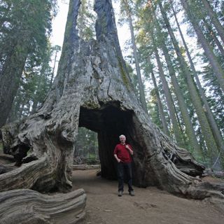 Dead Giant Tunnel Tree