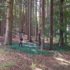 Kříž severně od Zhoře u okraje lesa