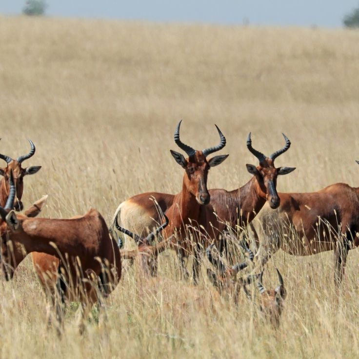 Sanctuaire Swayne's Hartebeest de Senkele