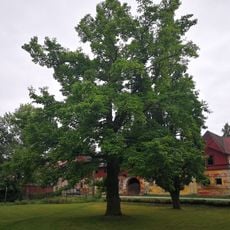 Magnolia v Žacléři