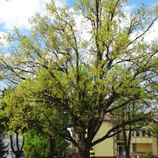 Šilalė Independence oak