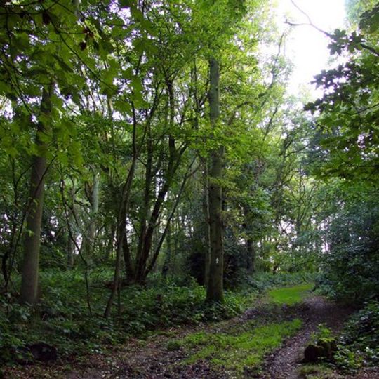 Aston Rowant Woods