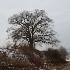 Naturdenkmal 2 Linden Saugrube