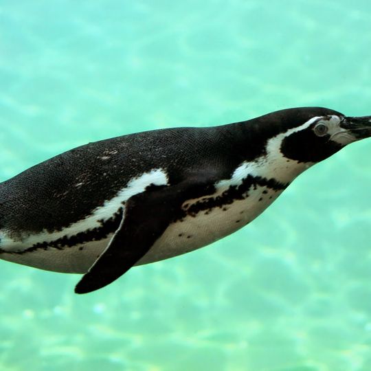Seaview Wildlife Encounter