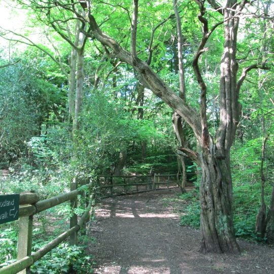 Bagnall Road Wood