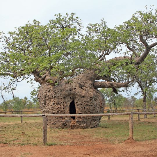 Boab Prison Tree, Derby