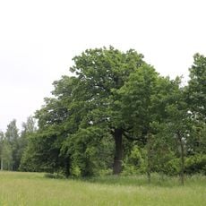 Zwei Eichen bei Raffeldsmühle in Fraham