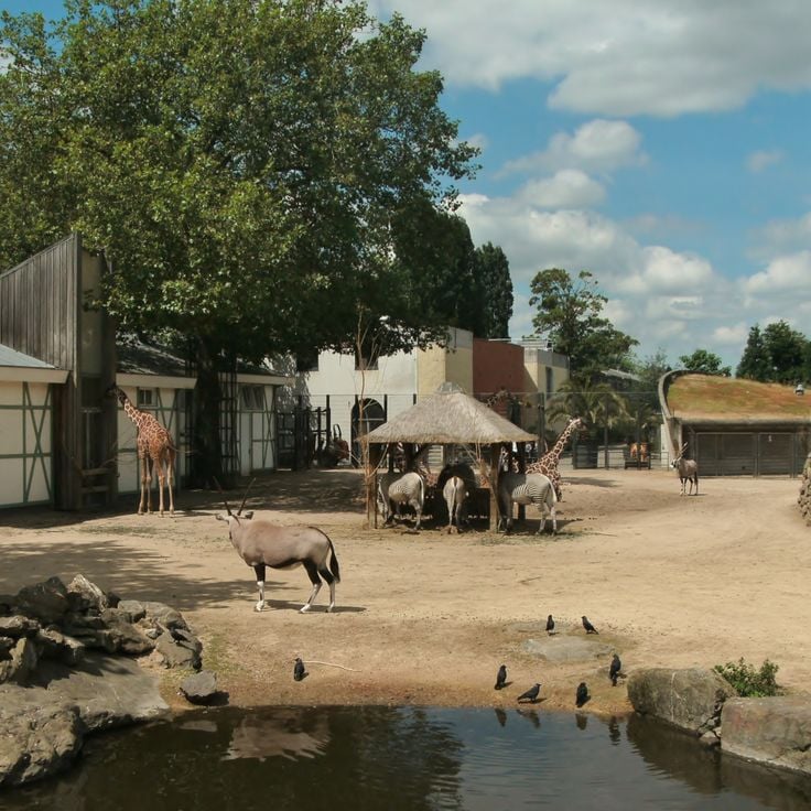 Artis Zoo
