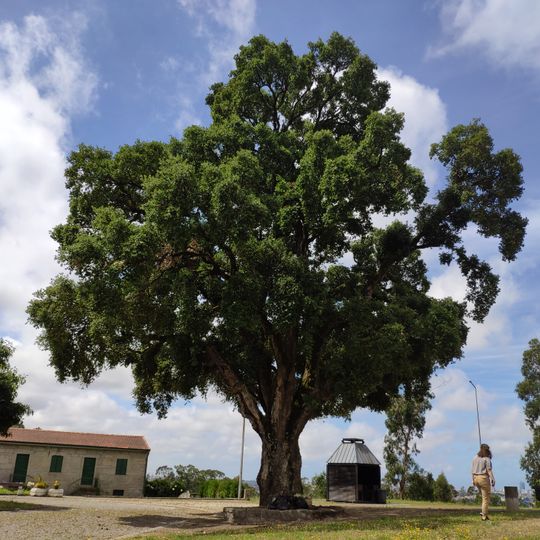 Árvore isolada em Cavadinha