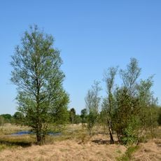 Landschaftliches Hochmoor