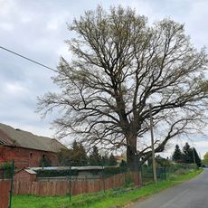 Quercus robur, Am Feldrain Gerbisdorf