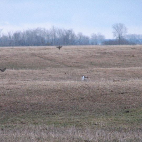 Buena Vista Marsh