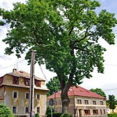 Vetešníkův jasan v Perninku