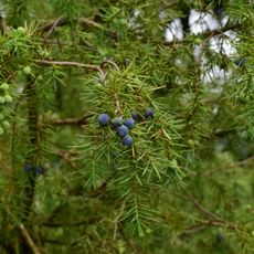 Sieben Wacholderbüsche