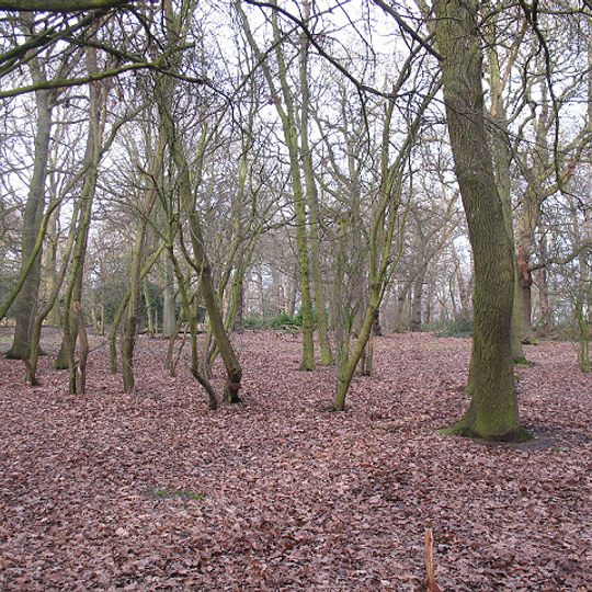 Oxleas Wood
