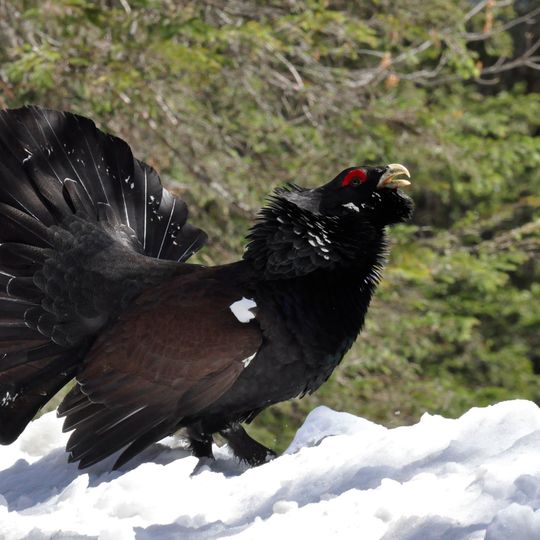 Rezervația faunistică Borca
