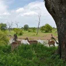 Parc national Kruger
